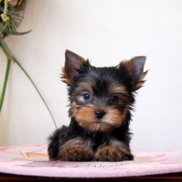 ヨークシャーテリア【兵庫県・男の子・2023年6月13日・ダークスチールブルー&タン】の写真「まるで星の王子様」