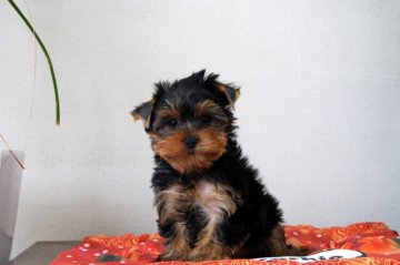 ヨークシャーテリア【兵庫県・男の子・2021年2月18日・スチールブルー&タン】の写真「丸顔の可愛い男の子」