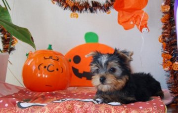 ヨークシャーテリア【兵庫県・男の子・2021年8月19日・スチールブルー&タン】の写真「ヤンチャなお坊ちゃま」