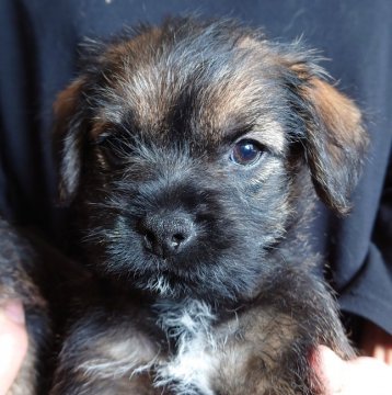 ボーダーテリア【兵庫県・女の子・2021年10月7日・グリズル&タン】の写真「顔の可愛い女の子」