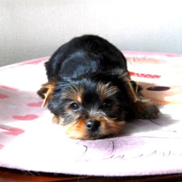 ヨークシャーテリア【兵庫県・男の子・2023年12月25日・ダークスチールブルー&タン】の写真「優しく控え目な性格」