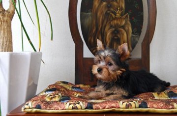 ヨークシャーテリア【兵庫県・女の子・2020年12月9日・スチールブルー&タン】の写真「可愛い顔のガッチリタイプ」