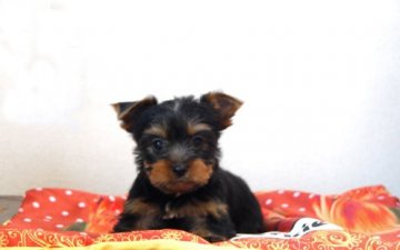 ヨークシャーテリア【兵庫県・男の子・2021年8月6日・スチールブルー&タン】の写真「小ぶりでモデルタイプの体型です」