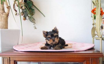 ヨークシャーテリア【兵庫県・女の子・2020年3月20日・スチールブルー&タン】の写真「小降りで目、鼻と口の配列が三角でとても可愛い女の子」