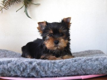 ヨークシャーテリア【兵庫県・男の子・2019年1月24日・スチールブルー&タン】の写真「おっとりした誰からも愛される性格」