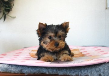 ヨークシャーテリア【兵庫県・男の子・2019年9月7日・スチールブルー&タン】の写真「人間にも犬にも優しい男の子」