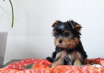 ヨークシャーテリア【兵庫県・女の子・2021年8月27日・スチールブルー&タン】の写真「綺麗な歩様は、皆のアイドル」