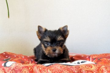 ヨークシャーテリア【兵庫県・男の子・2021年3月8日・スチールブルー&タン】の写真「目力の強い男の子」