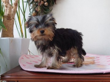 ヨークシャーテリア【兵庫県・女の子・2021年11月17日・スチールブルー&タン】の写真「性格の明るい、可愛い女の子」