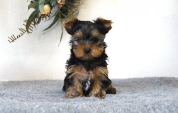 ヨークシャーテリア【兵庫県・男の子・2019年5月8日・スチールブルー&タン】の写真「天真爛漫な性格の男の子」