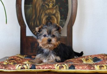 ヨークシャーテリア【兵庫県・女の子・2020年12月9日・スチールブルー&タン】の写真「可愛いお顔の女の子」