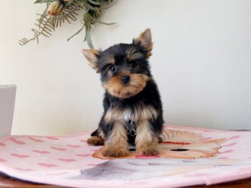 ヨークシャーテリア【兵庫県・男の子・2019年1月1日・スチールブルー&タン】の写真「明るい性格で自分をアピールできるタイプです」