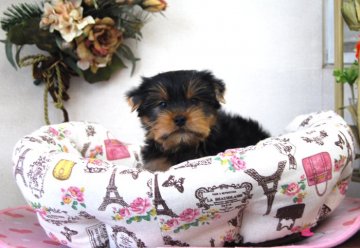 ヨークシャーテリア【兵庫県・男の子・2018年11月10日・スチールブルー&タン】の写真「とても人なっつこい男の子です」