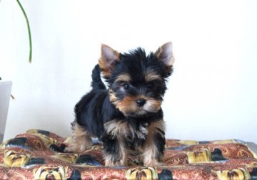 ヨークシャーテリア【兵庫県・男の子・2021年5月11日・スチールブルー&タン】の写真「明るい性格で丸顔の男の子」