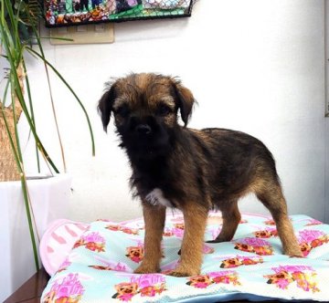 ボーダー・テリア【兵庫県・女の子・2021年2月20日・グリズル&タン】の写真「優しい女の子」