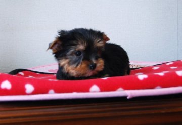 ヨークシャーテリア【兵庫県・男の子・2018年12月28日・スチールブルー&タン】の写真「扱いやすい性格の男の子です」