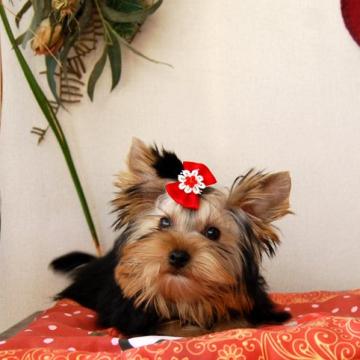 ヨークシャーテリア【兵庫県・男の子・2022年8月10日・ダークスチールブルー&タン】の写真「誰からも可愛がられる明るい性格の男の子」