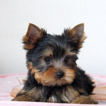 ヨークシャーテリア【兵庫県・男の子・2022年3月10日・スチールブルー&タン】の写真「ショーの会場でも映える良い体型」