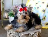 ヨークシャーテリア【兵庫県・女の子・2018年2月16日・スチールブルー&タン】の写真4「6月30日撮影」
