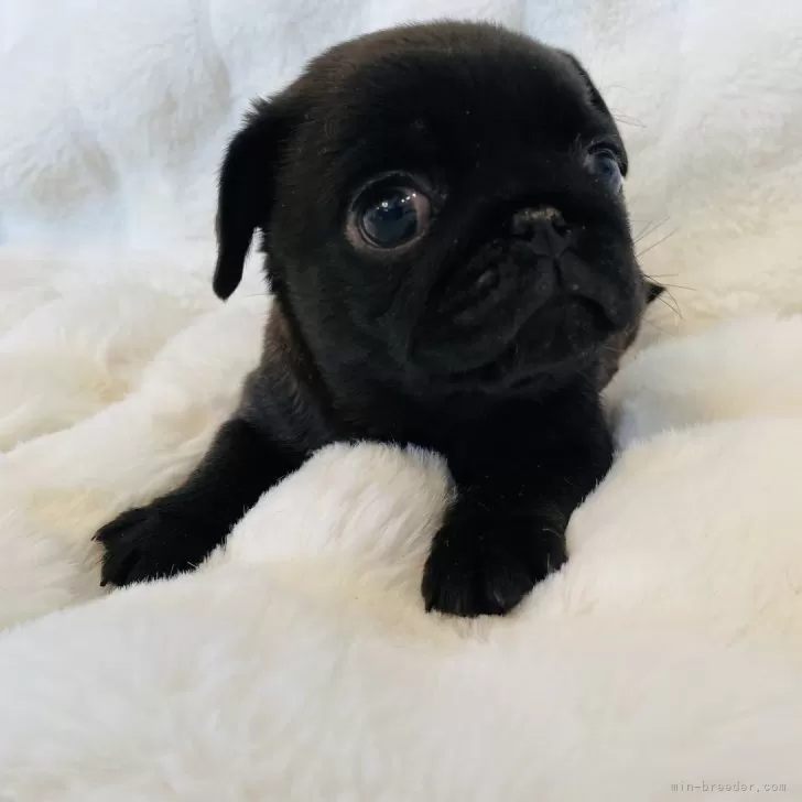 ID：2502-05197の子犬
