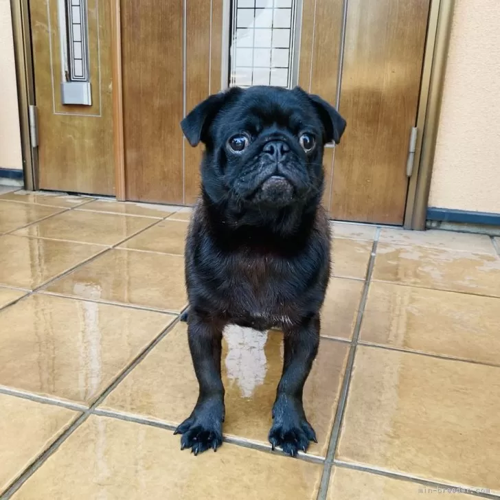 S.K 様のお迎えした子犬