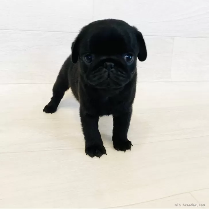 ID:2507-06419の子犬