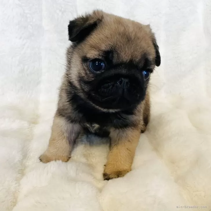 パグ【栃木県・男の子・2026年1月11日・フォーン】の写真1