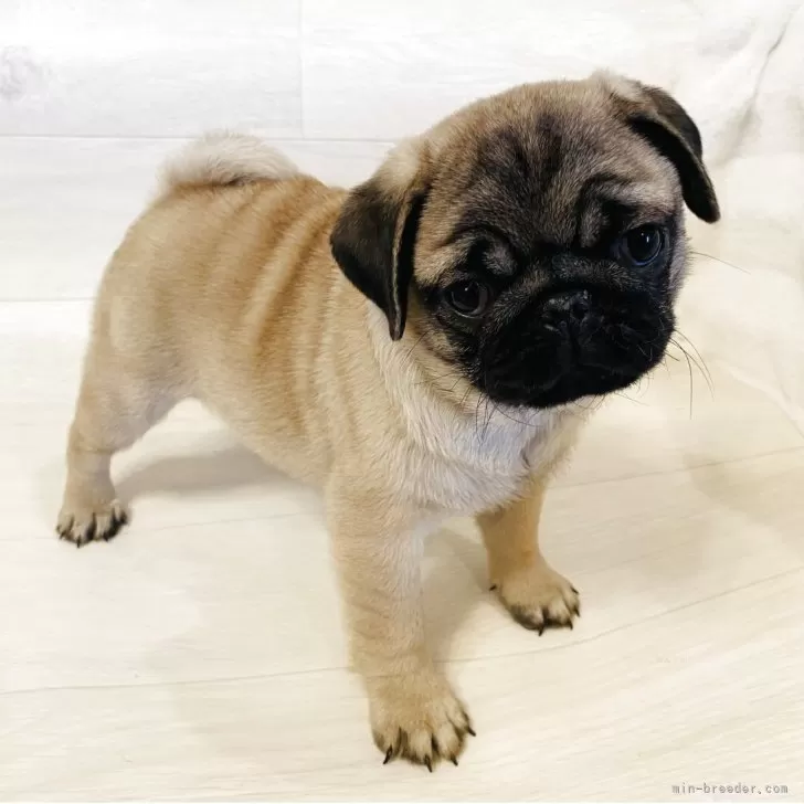 パグ【栃木県・男の子・2025年8月18日・フォーン】の写真1