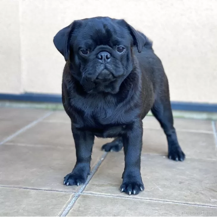 ID：2507-02021の子犬