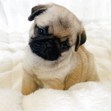パグ【栃木県・男の子・2025年10月10日・フォーン】の写真「賢くお顔の可愛い男の子。」