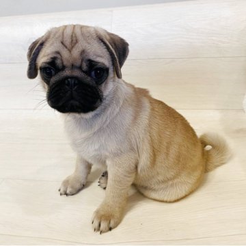 パグ【栃木県・男の子・2025年8月18日・フォーン】の写真「お顔がとっても可愛い男の子。」