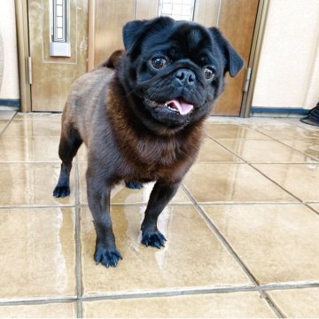 パグ【栃木県・男の子・2024年5月26日・ブラック】の写真「自由気ままな男の子。」