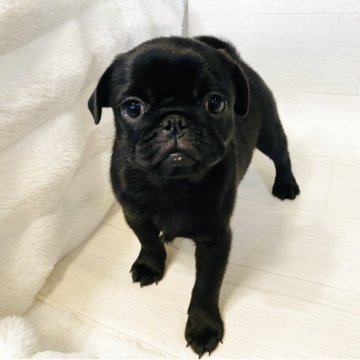 パグ【栃木県・女の子・2025年8月17日・ブラック】の写真「お顔がとっても可愛い女の子。」