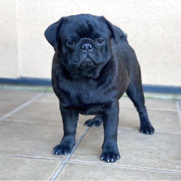 パグ【栃木県・男の子・2025年5月26日・ブラック】の写真「お顔がとっても可愛い男の子。」