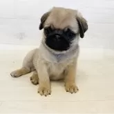 パグ
