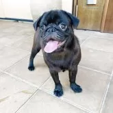パグ