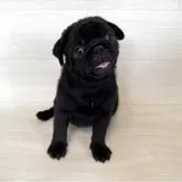 パグ