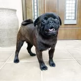 パグ