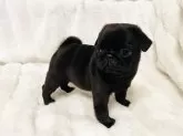 パグ【栃木県・男の子・2025年10月17日・ブラック】の写真5