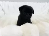 パグ【栃木県・男の子・2025年1月18日・ブラック】の写真3