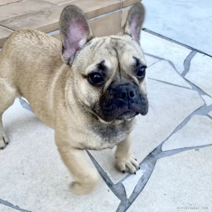 ID:2403-01026の子犬