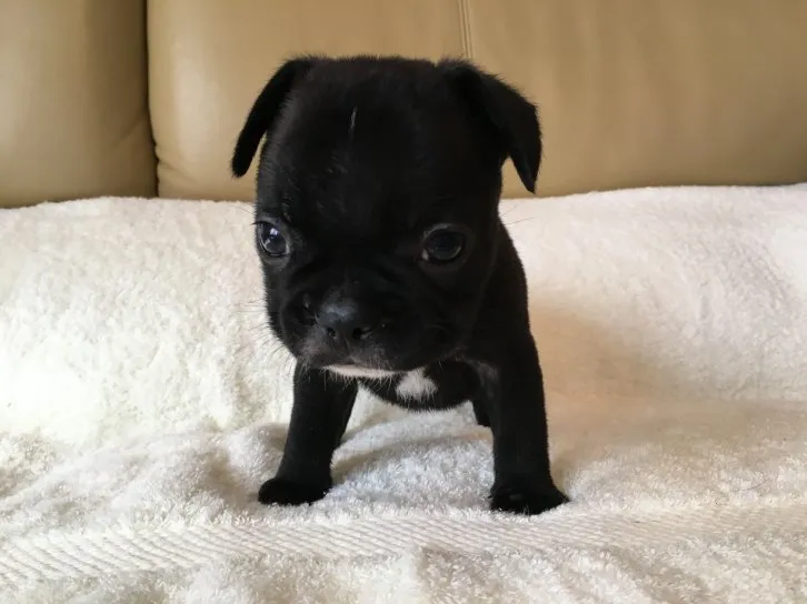 ID：1610-01629の子犬