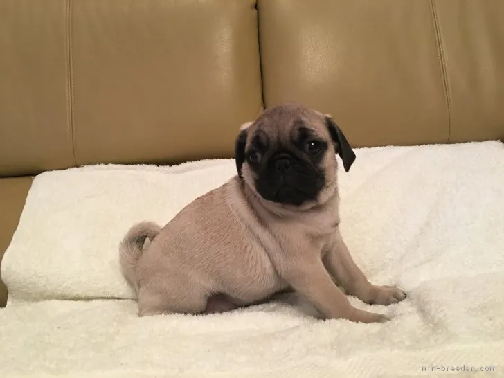 ID:1612-00642の子犬