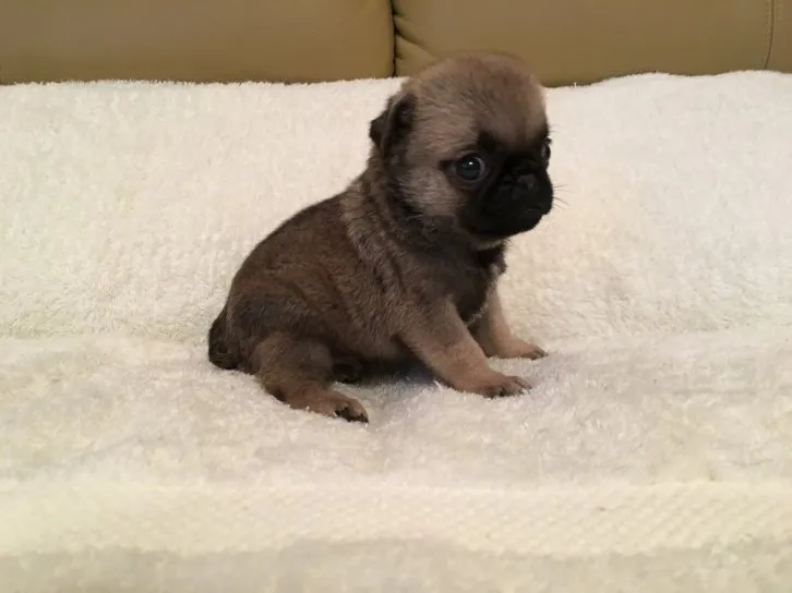 ID：1611-01320の子犬