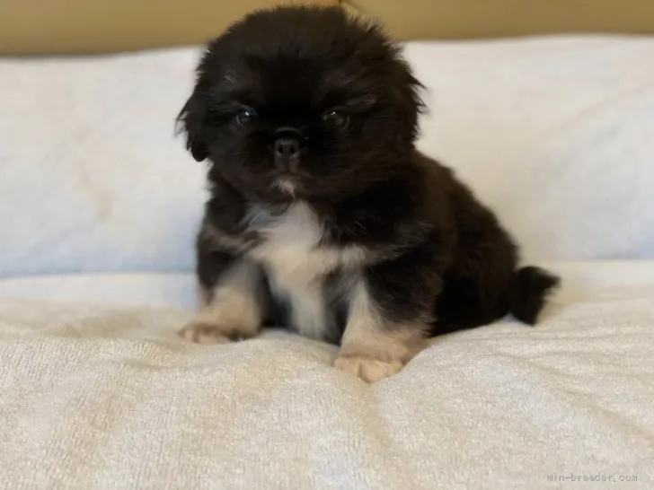 ID：2109-01142の子犬