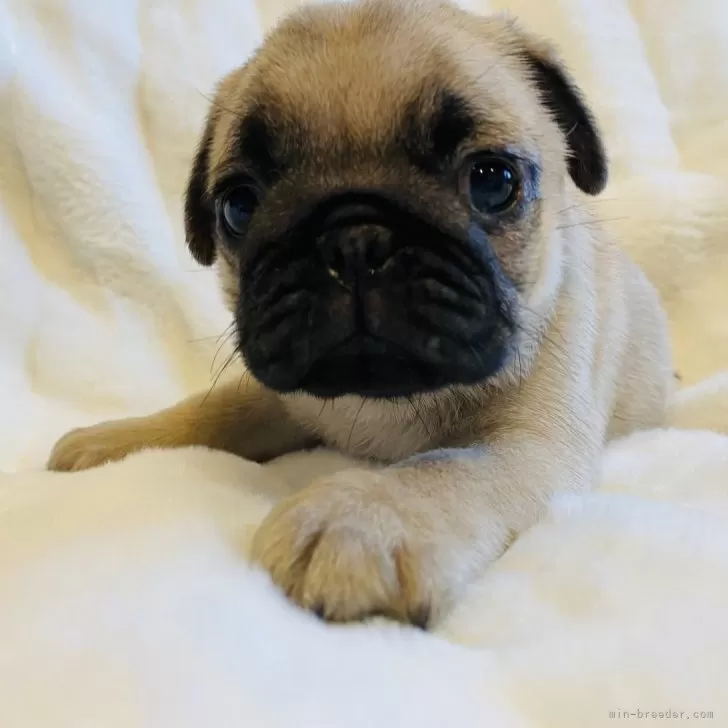 A 様のお迎えした子犬