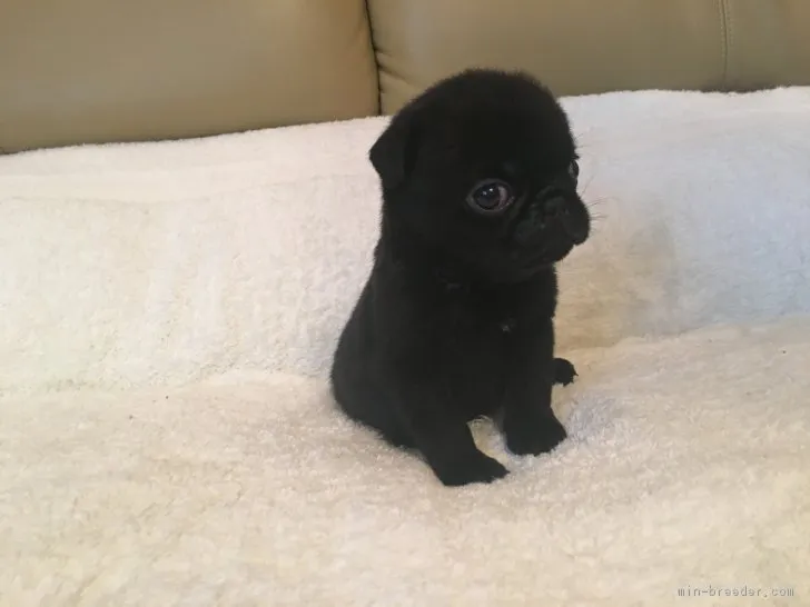 ID：1707-01889の子犬