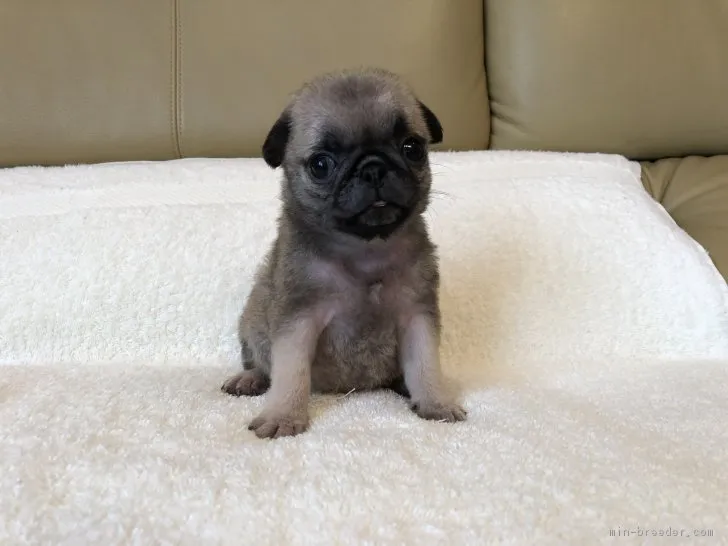 ID:1808-01335の子犬