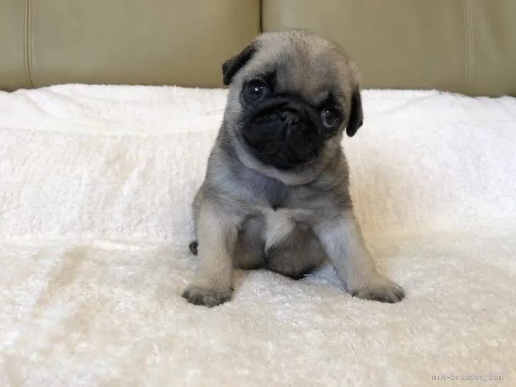 ID：1906-02402の子犬