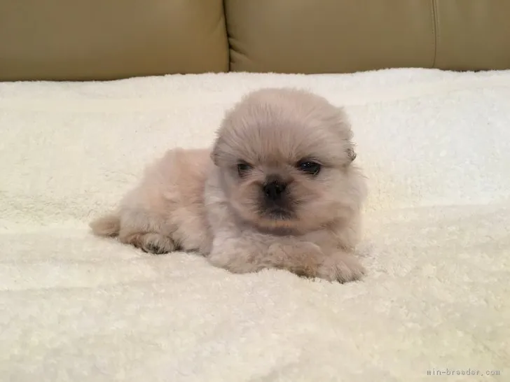 ID:1703-02332の子犬
